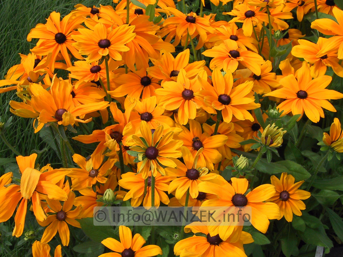 Rudbeckia hirta Indian Summer 01.JPG